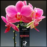 Песня Alisher - Nature Mother (Original Mix)