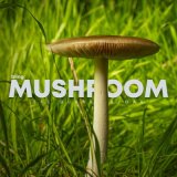 Песня Efe Burak Baydar - Mushroom